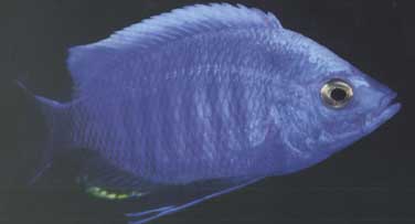 Самець Copadichromis quadrimaculatus
