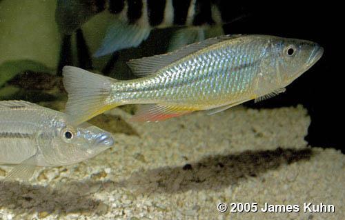 Самець Dimidiochromis dimidiatus