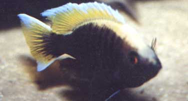 Самець Copadichromis spec. 'mloto gold crest'