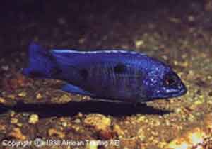Самець Copadichromis spec. 'blue chin Mbamba Bay'