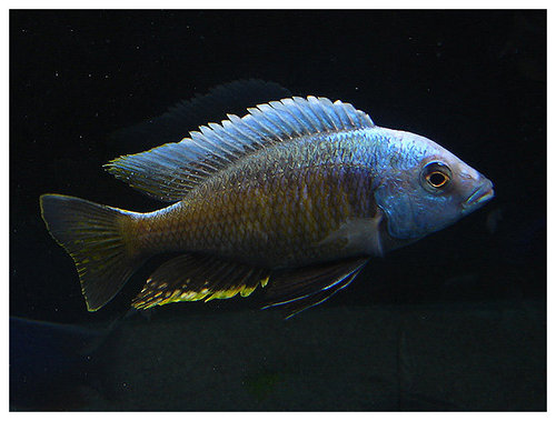 Самець Copadichromis borleyi 'gold fin'