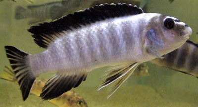 Самець Labeotropheus trewavasae 'Higga Reef'