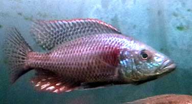 Самець Dimidiochromis strigatus