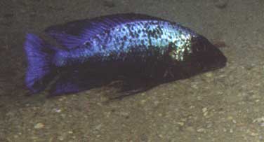 Самець Fossorochromis rostratus