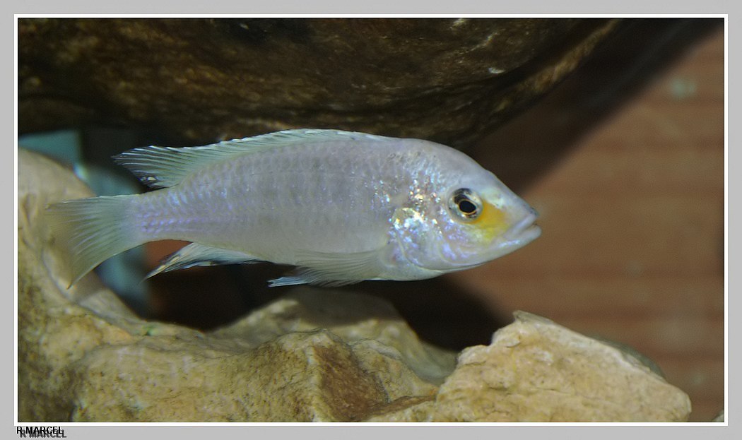 Самець Labidochromis caeruleus 'blue white Chadagha