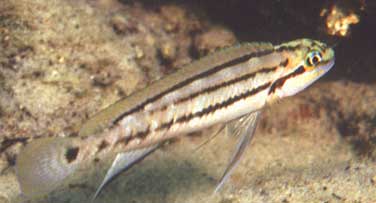 Самець Telmatochromis bifrenatus