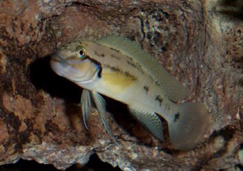 Самець Telmatochromis temporalis