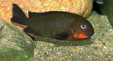 Самець Tropheus brichardi 'Mpimbwe'