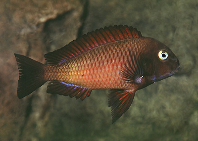 Самець Tropheus moorii 'Chilanga red'