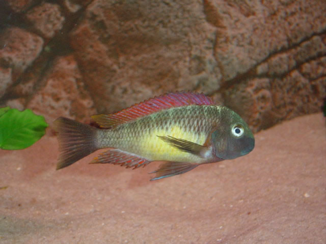 Самець Tropheus moorii 'red rainbow'