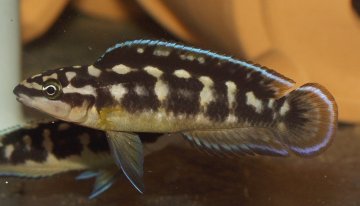 Самець Julidochromis transcriptus 'Kalemie'