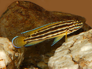 Самець Julidochromis regani 'Chisanse'