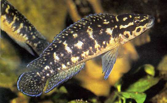 Самець Julidochromis marlieri 'Sambia'