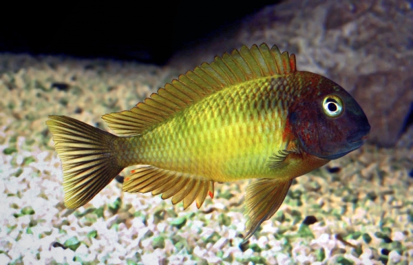 Самець Tropheus moorii 'Nkonde yellow'