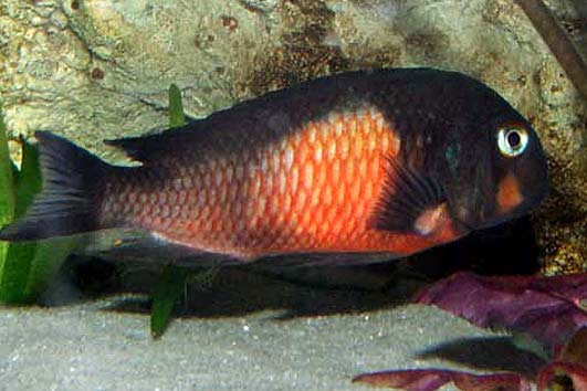 Самець Tropheus moorii 'red belly'