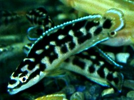 Самець Julidochromis transcriptus 'Kissi'