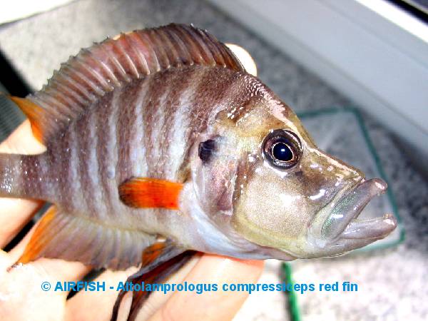 Самець Altolamprologus compressiceps 'red fin'