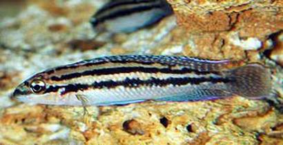 Самець Julidochromis dickfeldi 'Livua'