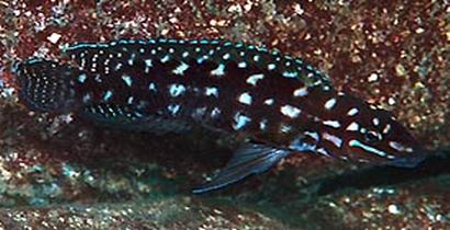 Самець Julidochromis marlieri 'Katili'