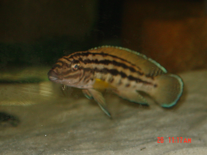 Самець Julidochromis marlieri 'Mboko'
