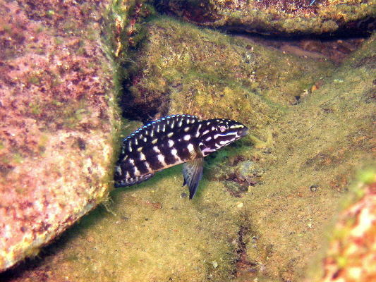 Самець Julidochromis marlieri 'Katoto'