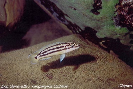 Самець Julidochromis ornatus 'Chipwa'
