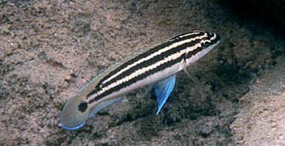 Самець Julidochromis ornatus 'Sumbu'