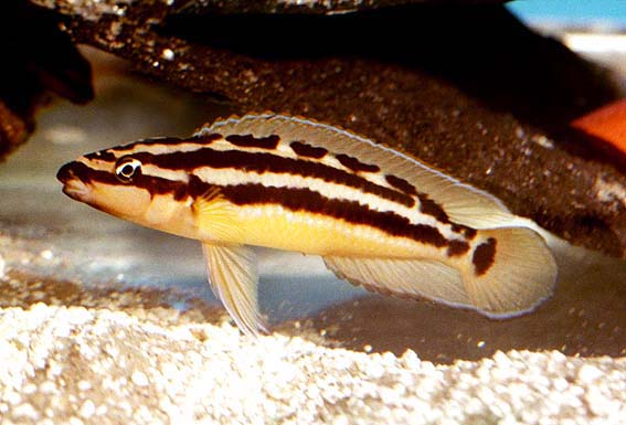 Самець Julidochromis ornatus 'Uvira'