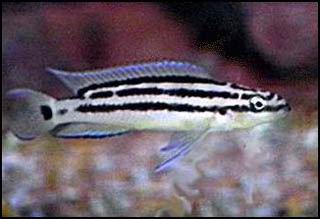 Самець Julidochromis ornatus 'Kasenga'