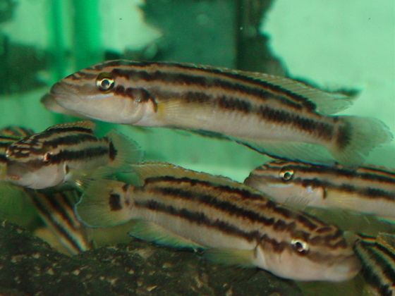 Самець Julidochromis ornatus 'Lupota'