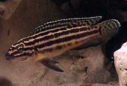 Самець Julidochromis regani 'Malagarasi'