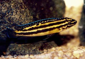 Самець Julidochromis regani 'Kerenge'