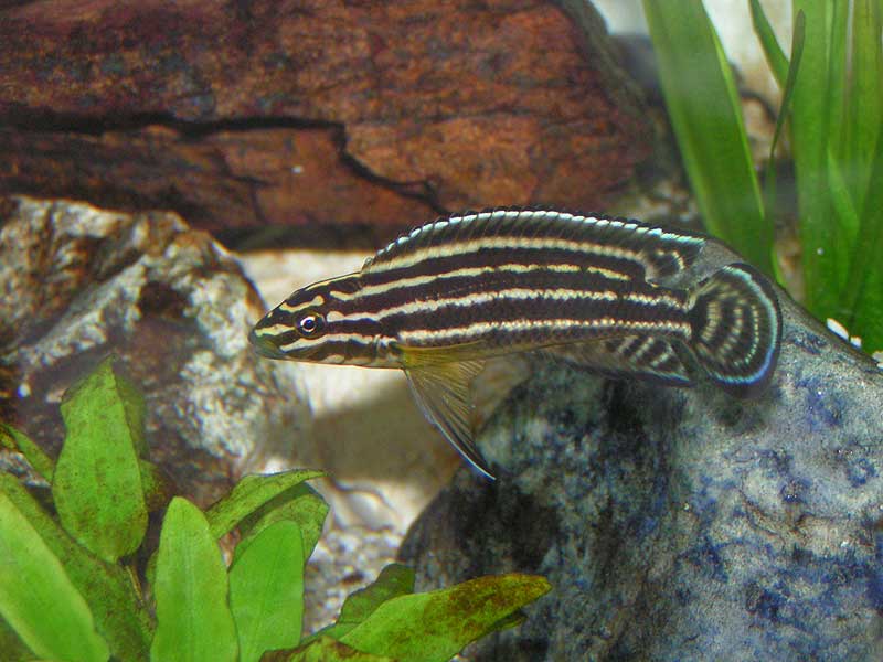 Самець Julidochromis regani 'Kaseke'