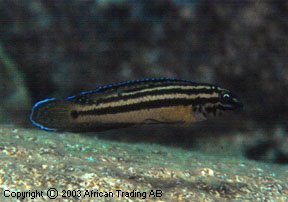 Самець Julidochromis regani 'Mpimbwe'