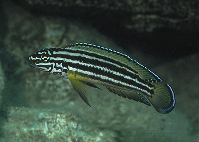 Самець Julidochromis regani 'Sumbu'