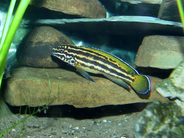 Самець Julidochromis regani 'Sumbu gold'
