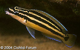 Самець Julidochromis ornatus