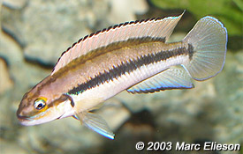 Самець Telmatochromis vittatus