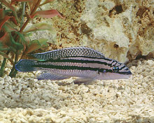 Самець Julidochromis dickfeldi 'Moliro'