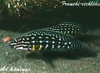 Самець Julidochromis marlieri 'Magara'