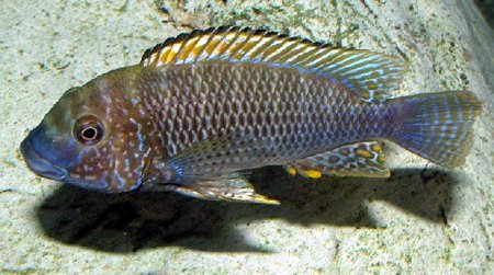 Самець Petrochromis famula 'Tembwe silver'