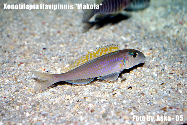 Самець Xenotilapia flavipinnis 'Makola'