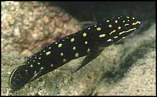 Самець Julidochromis marlieri 'Halembe'