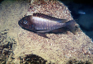 Самець Petrochromis ephippium 'Samazi'