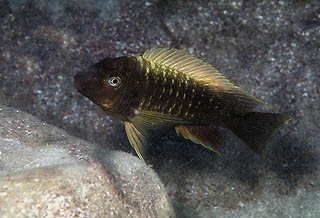 Самець Petrochromis ephippium 'Sibwesa'