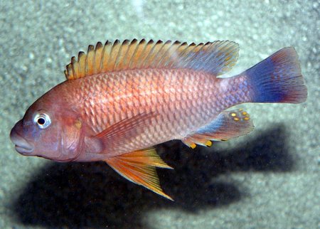 Самець Petrochromis famula 'Cap Bangwe'