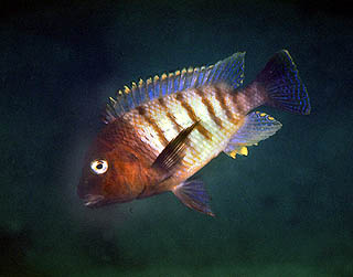Самець Petrochromis famula 'Chimba'
