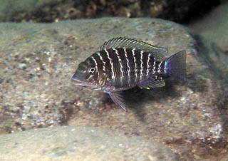 Самець Petrochromis famula 'Kambwebwe'