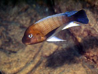 Самець Petrochromis famula 'Kambwimba'
