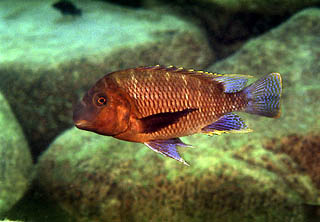 Самець Petrochromis famula 'Kapemba'